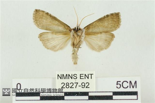 帶波紋蛾藏品圖，第2張