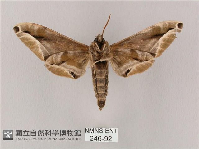 白點天蛾 藏品圖，第2張