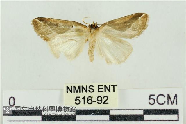 素木氏美波紋蛾藏品圖，第2張