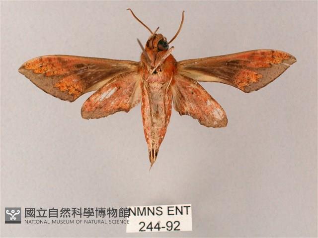 雙斑白肩天蛾藏品圖，第2張