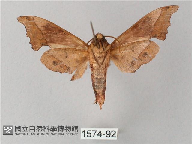 黃斑索天蛾藏品圖，第2張