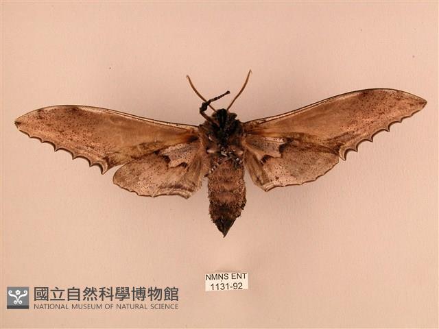 臺灣鋸翅天蛾藏品圖，第2張