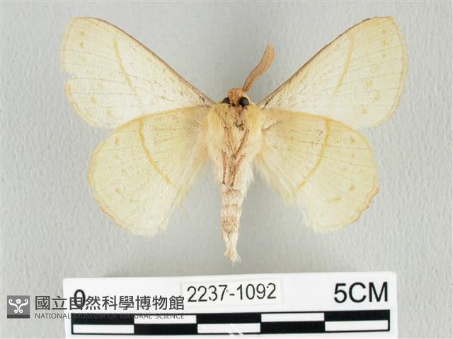 青枯葉蛾藏品圖，第2張