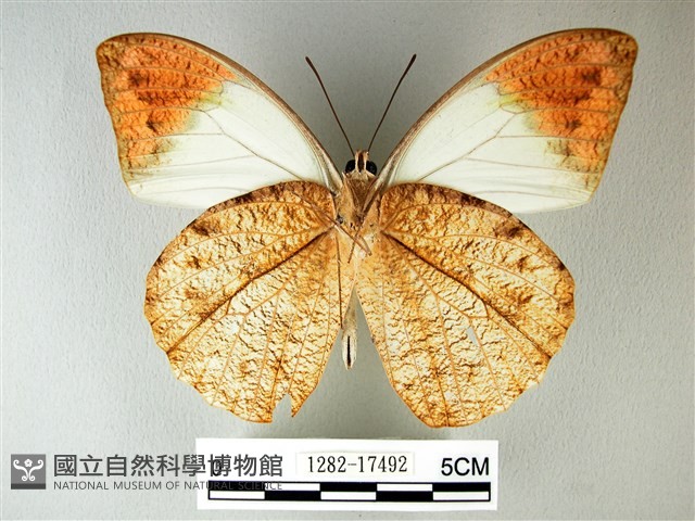 橙端粉蝶、端紅蝶藏品圖，第2張