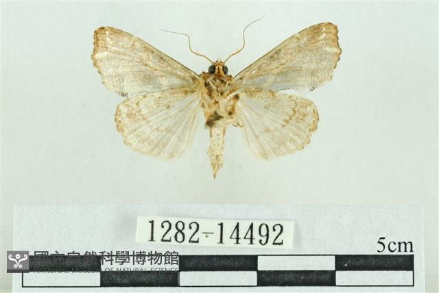 粉紅帶散紋夜蛾藏品圖，第2張