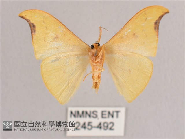 彎黑黃鉤蛾藏品圖，第2張
