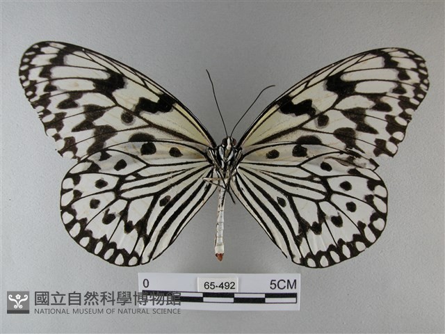大白斑蝶藏品圖，第2張