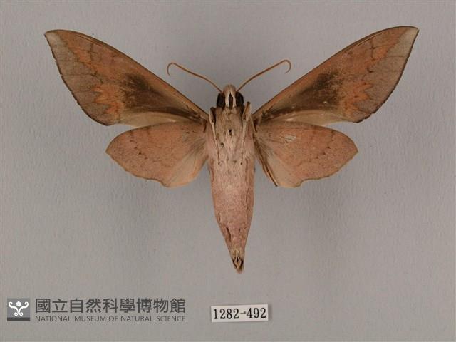 鋸線天蛾藏品圖，第2張