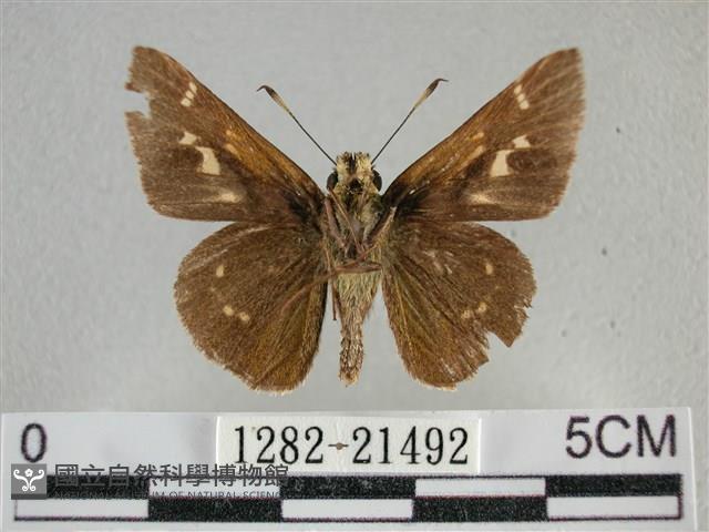 臺灣赭弄蝶藏品圖，第2張