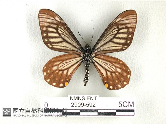 黃星斑鳳蝶藏品圖，第2張