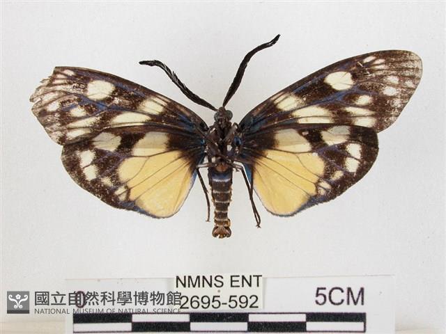 蓬萊茶斑蛾藏品圖，第2張