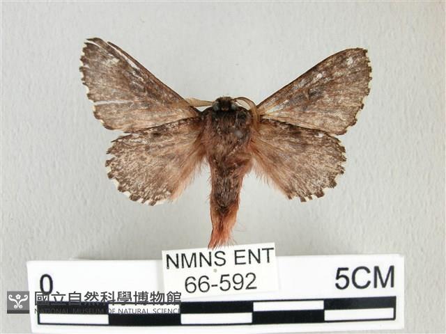 銀肩枯葉蛾藏品圖，第2張