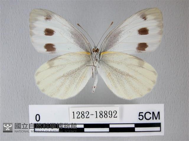 緣點白粉蝶藏品圖，第2張