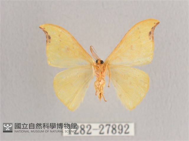 彎黑黃鉤蛾藏品圖，第2張