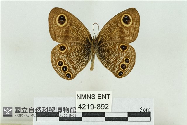 達邦波眼蝶藏品圖，第2張