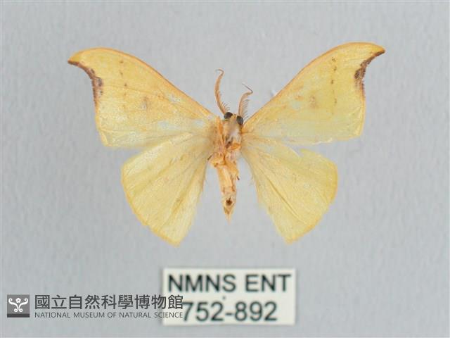 彎黑黃鉤蛾藏品圖，第2張