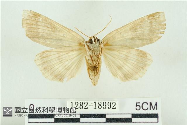 臺洒波紋蛾藏品圖，第2張