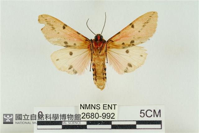 棍棒污燈蛾藏品圖，第2張