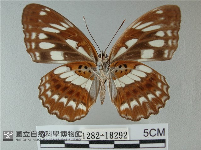 殘眉線蛺蝶藏品圖，第2張