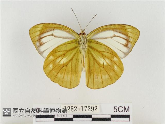 淡褐脈粉蝶藏品圖，第2張