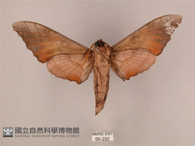 栗六點天蛾藏品圖，第2張