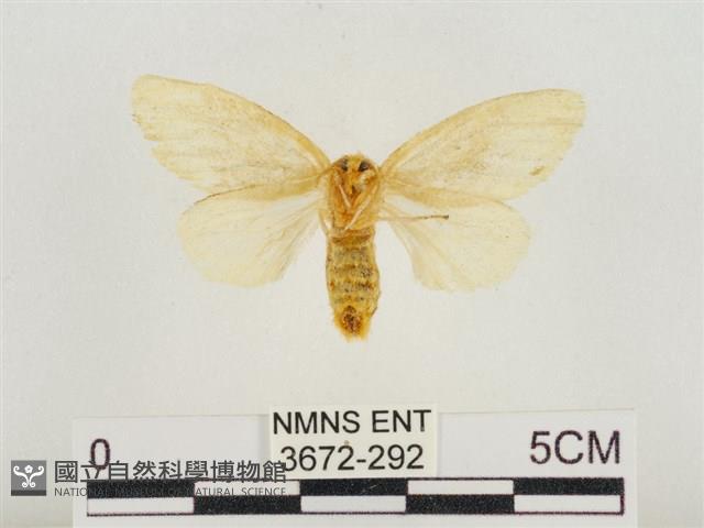 榕透翅毒蛾藏品圖，第2張