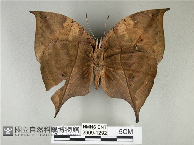枯葉蝶藏品圖，第2張