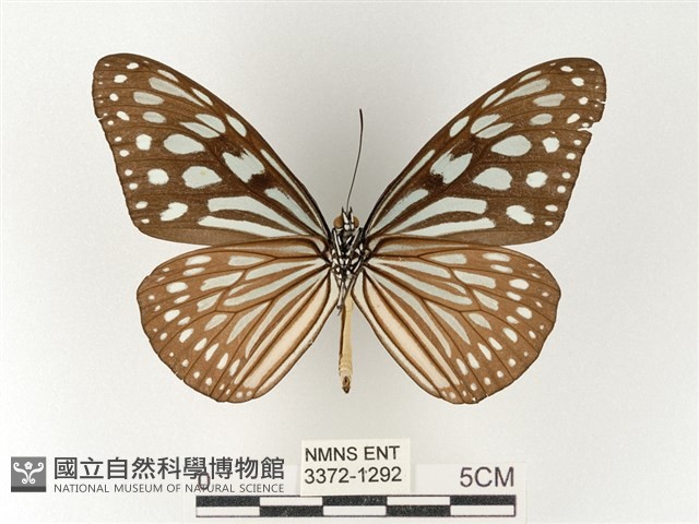 旖斑蝶藏品圖，第2張
