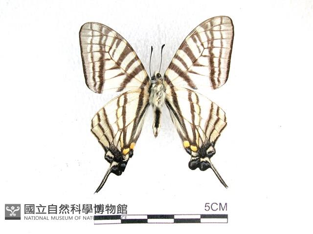 劍鳳蝶藏品圖，第2張
