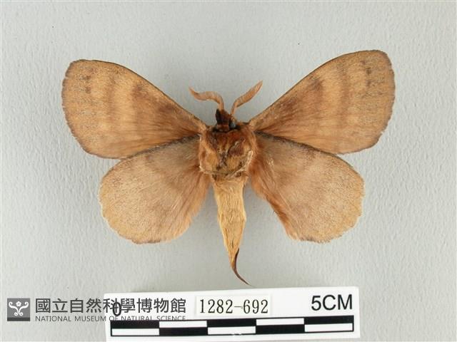 波紋枯葉蛾藏品圖，第2張