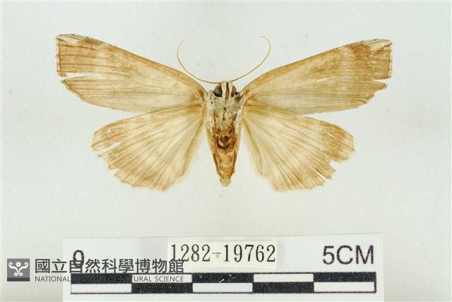 臺洒波紋蛾藏品圖，第2張