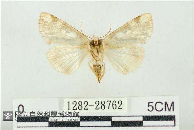 連珠波紋蛾藏品圖，第2張