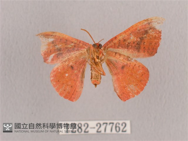 接骨木帶鉤蛾藏品圖，第2張