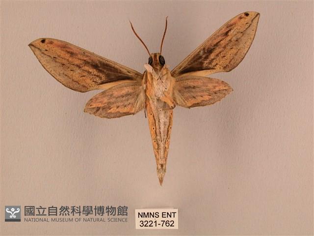 棕綠背線天蛾藏品圖，第2張