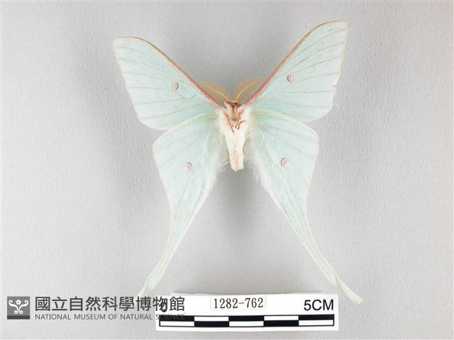 姬長尾水青蛾藏品圖，第2張