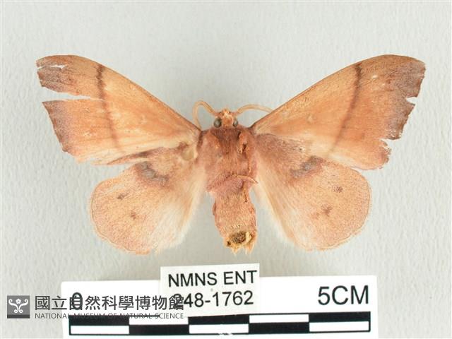 臺灣蘋毛蟲藏品圖，第2張