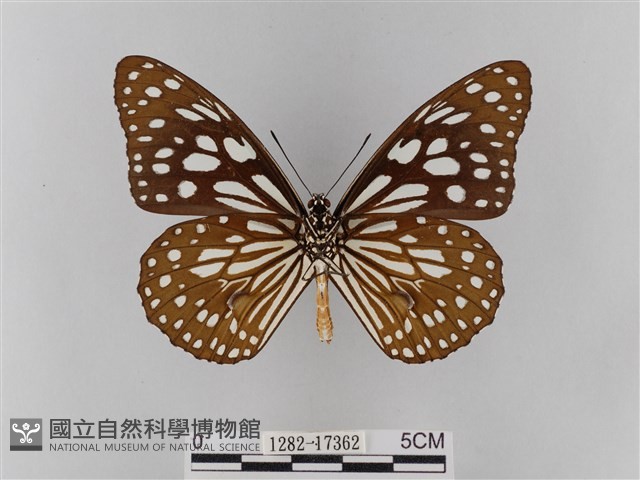 淡紋青斑蝶藏品圖，第2張