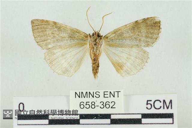 臺灣銀斑異波紋蛾藏品圖，第2張