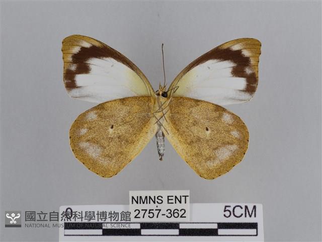 雲紋尖粉蝶藏品圖，第2張