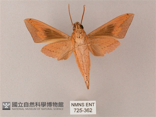 直翅斜紋天蛾藏品圖，第2張