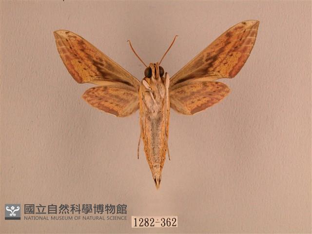 背線天蛾藏品圖，第2張