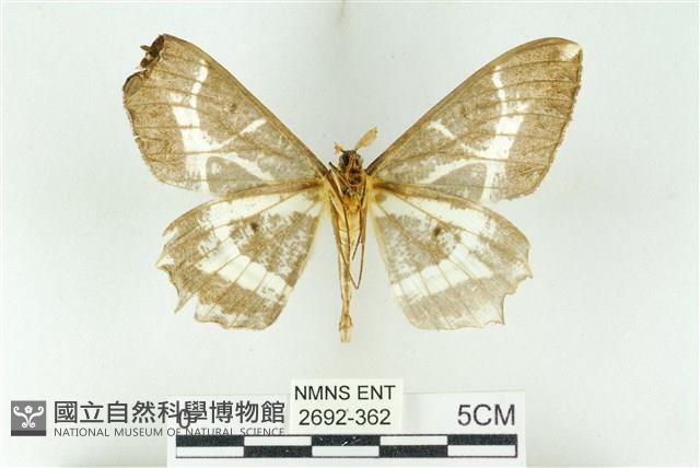 樹形尺蛾藏品圖，第2張