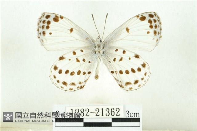 白雀斑灰蝶藏品圖，第2張