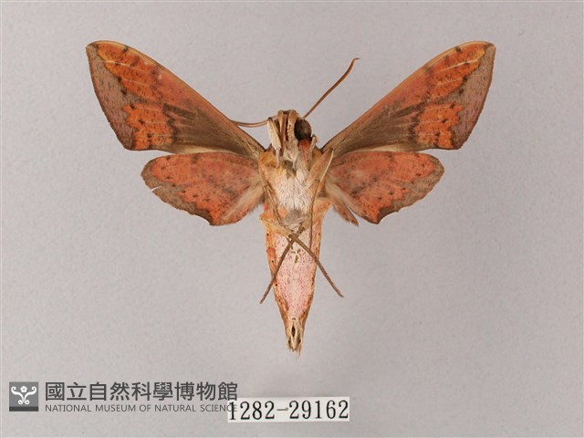 臺灣白肩天蛾藏品圖，第2張