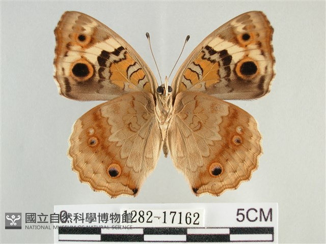 青眼蛺蝶、孔雀青蛺蝶藏品圖，第2張