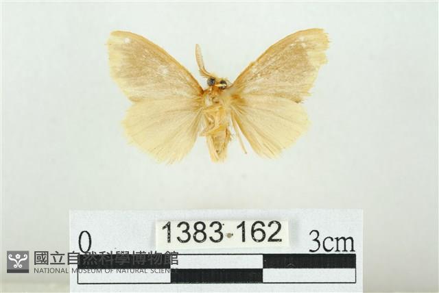 黑翅黃毒蛾藏品圖，第2張