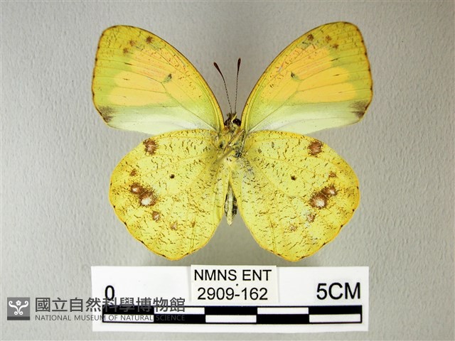 異粉蝶、雌白黃蝶藏品圖，第2張
