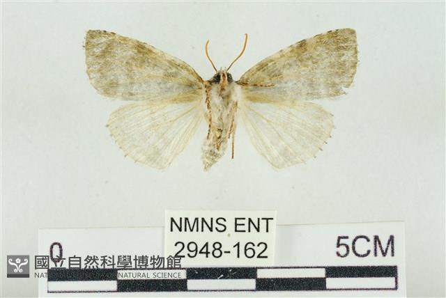 臺灣銀斑異波紋蛾藏品圖，第2張