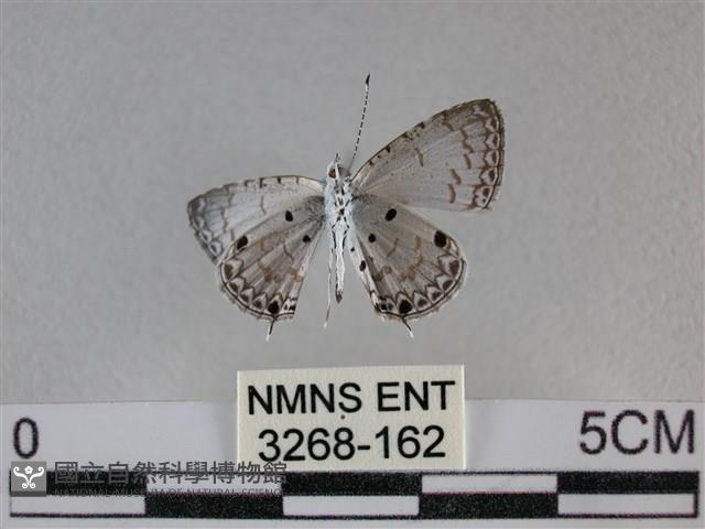 黑星灰蝶藏品圖，第2張