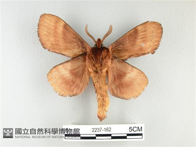 波紋枯葉蛾藏品圖，第2張